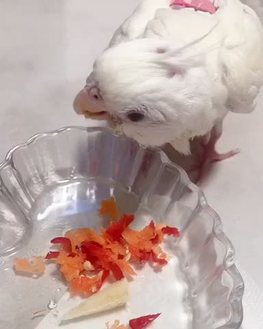 Minibuger cockatiel 11