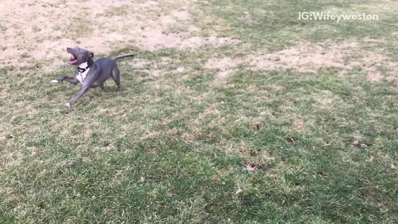 Gray dog running in slow motion