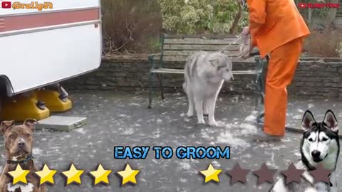 Pitbull VS Husky - Husky VS Pitbull - Blondi Foks