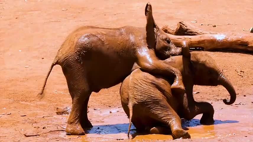 Two elephants were frolicking in mud