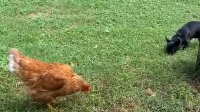 3 chickens against 1 dog