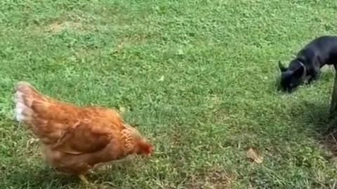 3 chickens against 1 dog