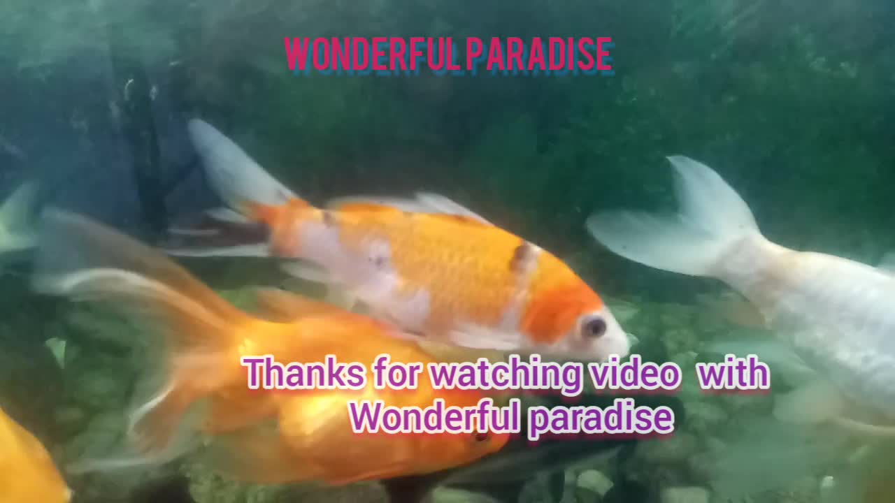 Wonderful Life For Happy Fish