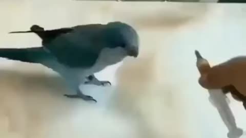 Smart and Funny Birds 🤔🤔🤔