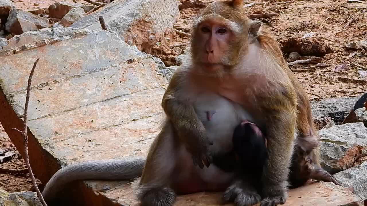 Brinn suckles Brandy