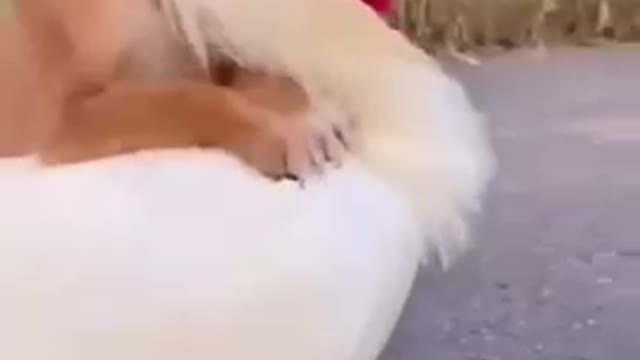 Dogs treat the ducklings as their own children and run. 🤩