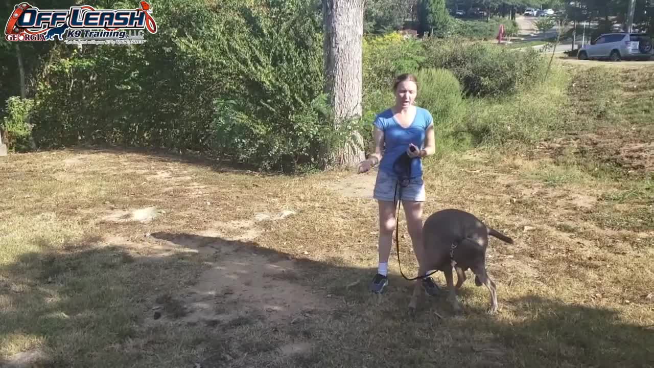 Maggie 6 Year Old Weimaraner Dog Training