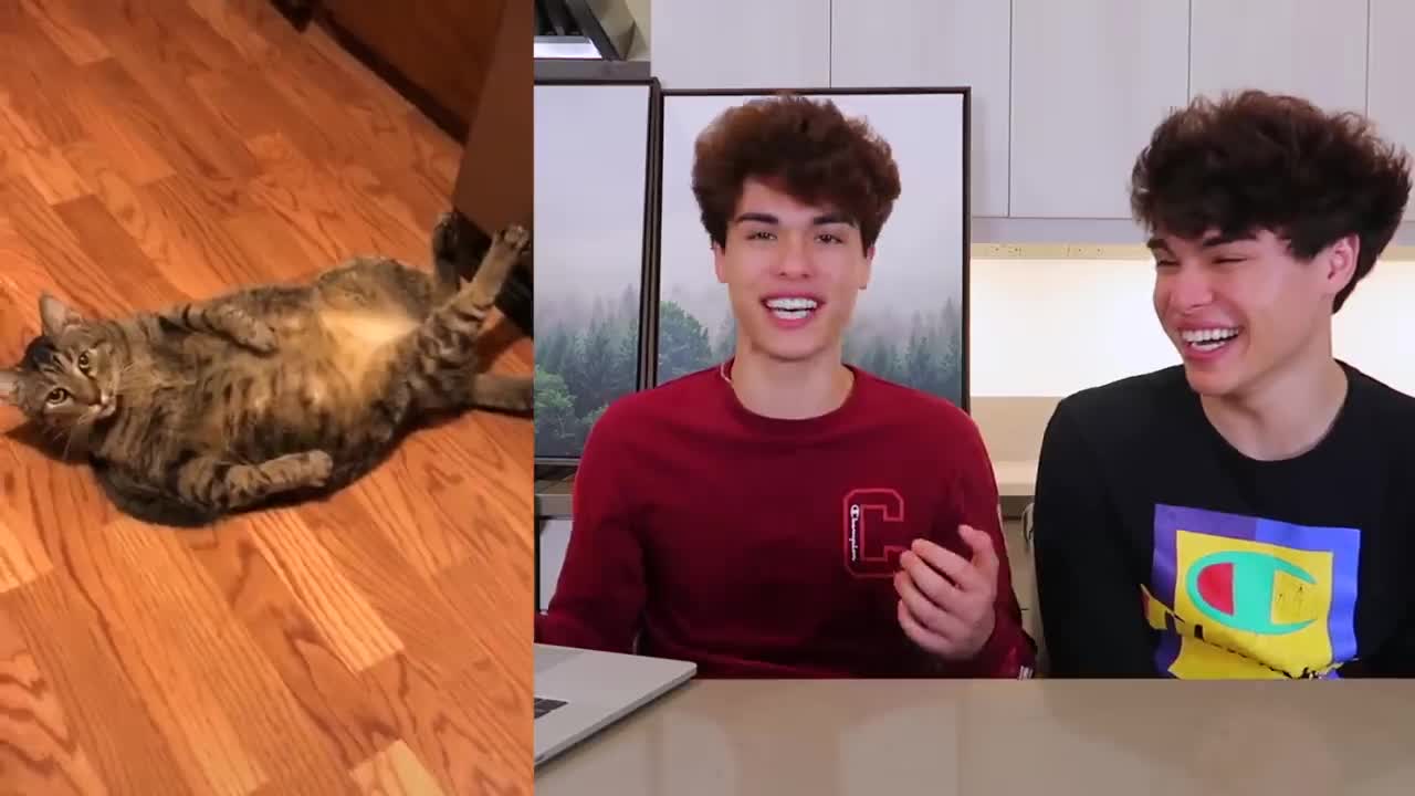 The CUTEST Animals on Tik Tok realmoh videos.