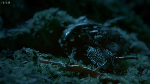 Rare Giant Snail Feasts On Earthworm | Wild New Zealand | BBC Earth