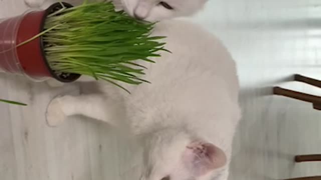 Cute white cat brothers eating grass