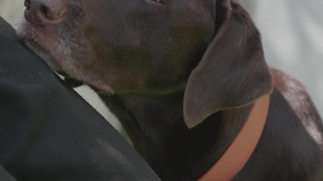 How To Make Dog Become Aggressive Instantly With Few Simple Tricks FREE DOG TRAINING SERIES – Lesson
