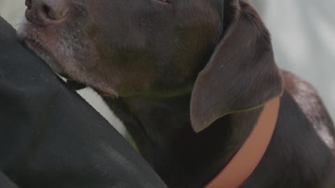 How To Make Dog Become Aggressive Instantly With Few Simple Tricks FREE DOG TRAINING SERIES – Lesson