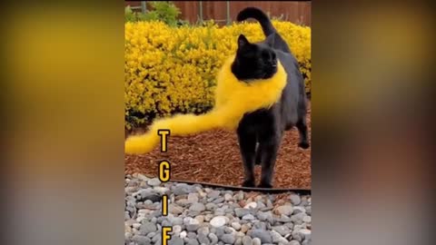Funniest Animals 🐧 - Best Of The 2020 Funny Animal Videos 😁 - Cutest Animals Ever