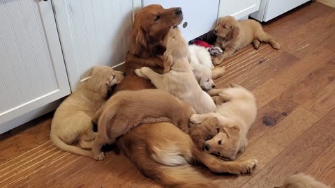 Sweet golden retriever