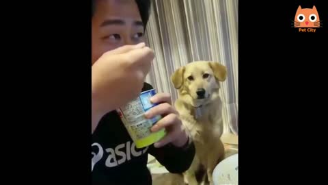 dogs jokes super laugh