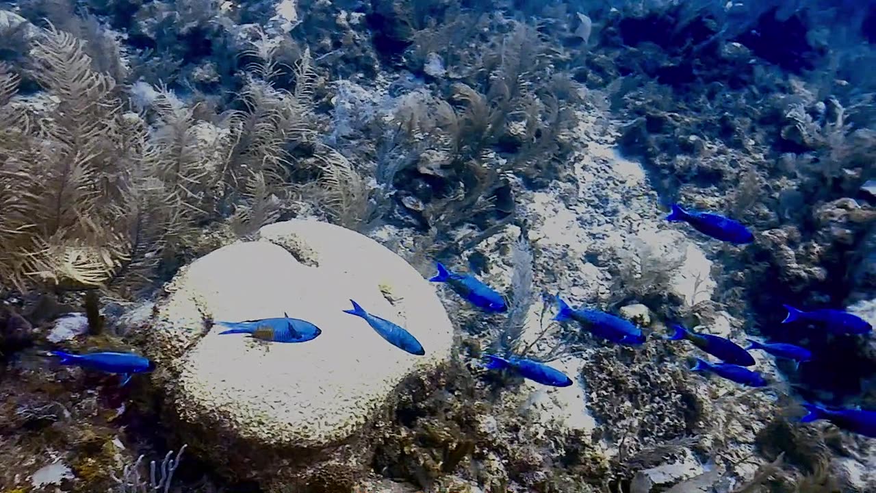 Ranguana Caye, Placencia, Belize 2-tank dive