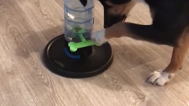 Black dog figures out how to use treat dispensing toy
