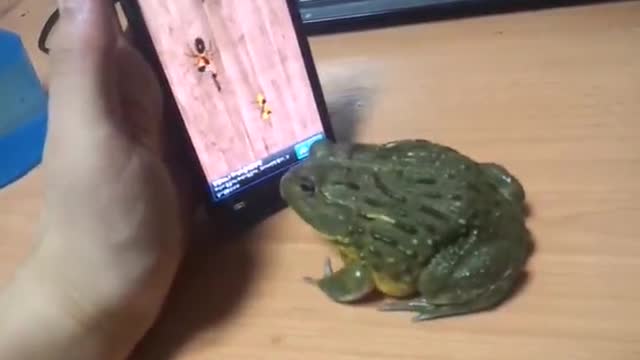 Frog plays cell phone game