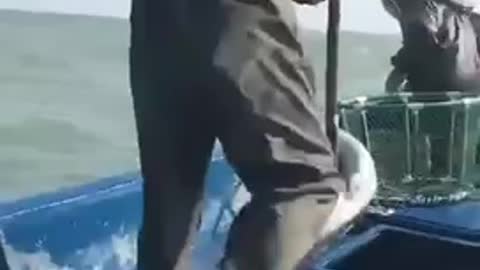 Salt water Eels Fishing video 🎏