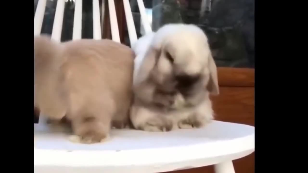 Cute baby animals Videos Compilation cute moment of the animals #