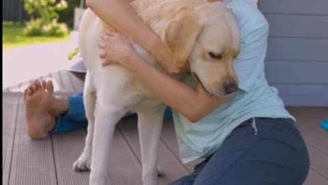 How do dogs understand language?