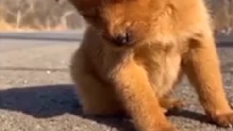Cut puppy