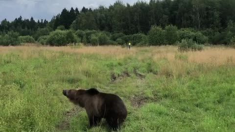 Big Bear Hunting Hovering Drone