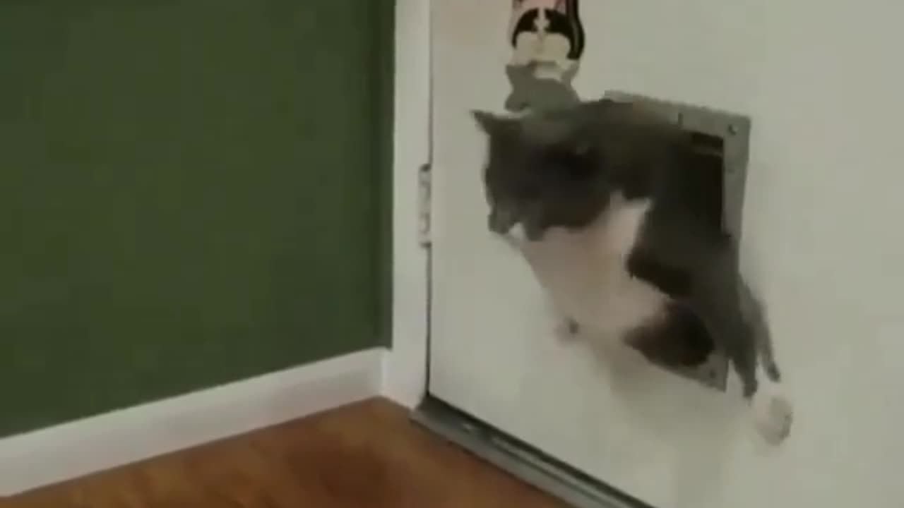 Chubby Chuckles: Hilarious Hijinks of the Ultimate Fat Cat!
