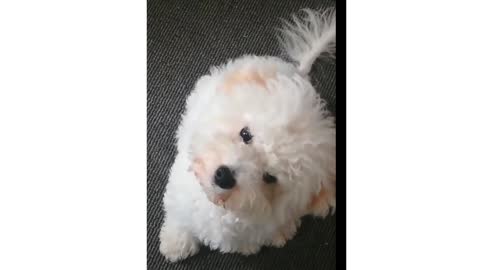 Gangnam Style My favorite coconut/ shorts dog