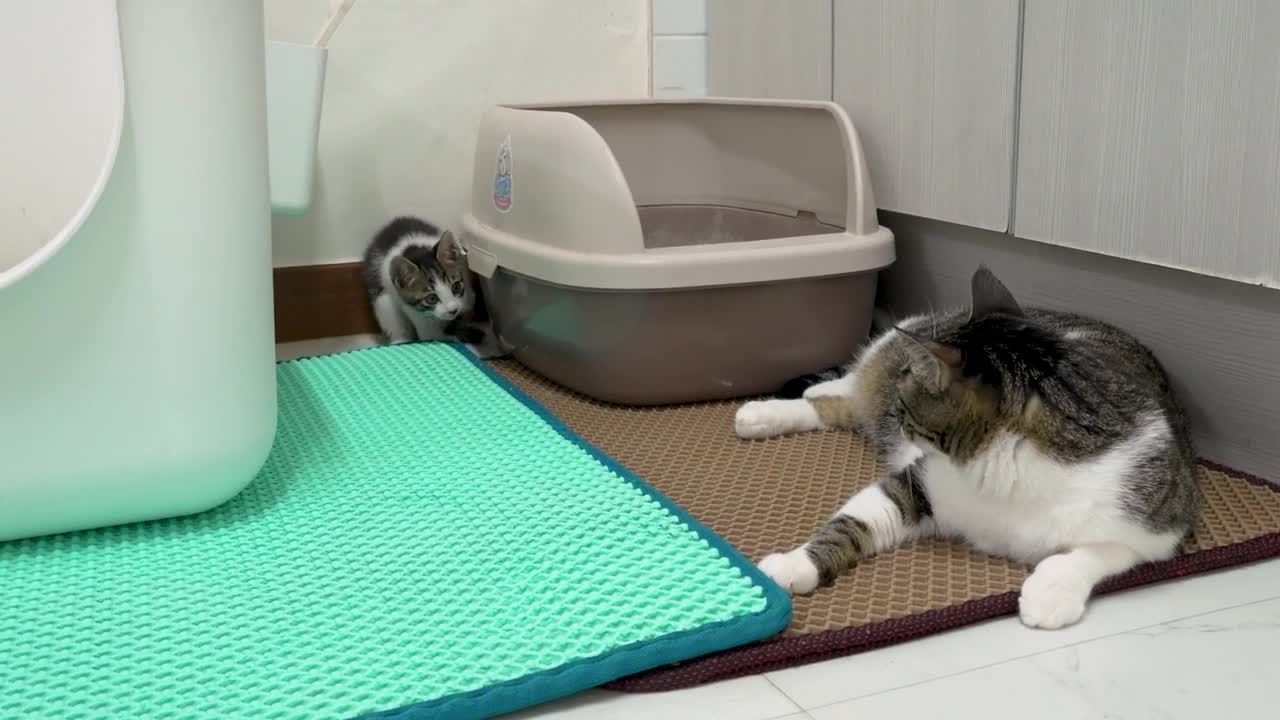 The Rescued Kitten Makes the Big Cat Angry and Runs Away Quickly │ Episode.29