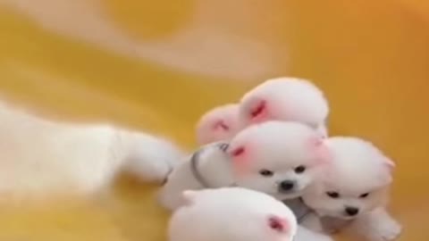 cute 💖 Pomeranian dog 🐕curious to know something✨ and funny ✨video #shorts #youtubeshort #ytshorts