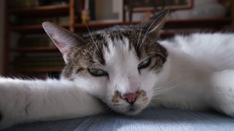 Funny cat sleeping own style videos