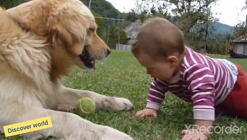 A-Baby-and Golden Retriever playing tennis ball
