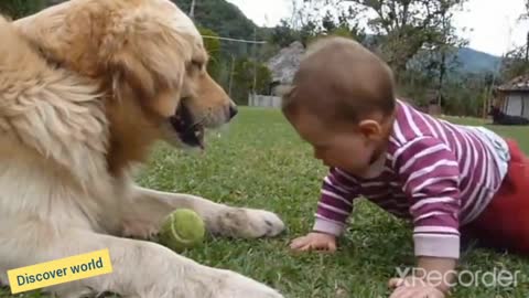 A-Baby-and Golden Retriever playing tennis ball