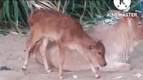 Funny cow
