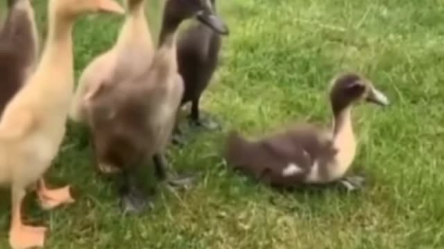 Duck Race