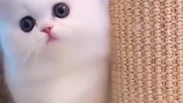 Cute baby cat viral dance video