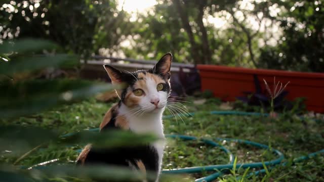 Cute cat looking something