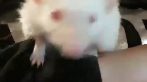 White hedgehog falls out of black sweatshirt girl's arm