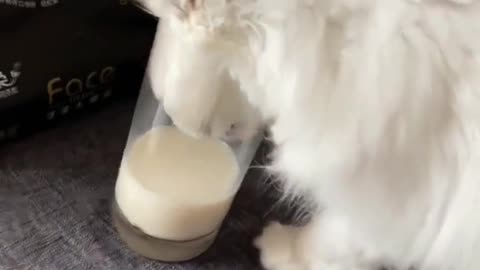 Do you like cute pets?