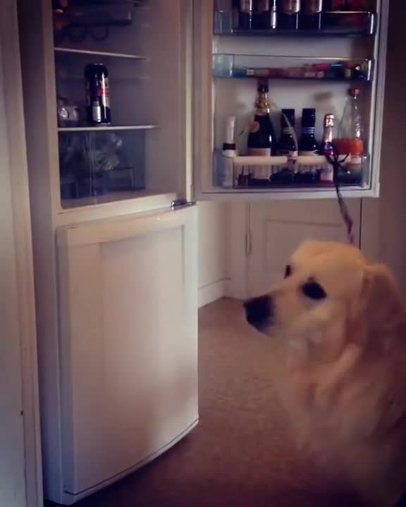 Inteligente perro toma una cerveza de la heladera y recuerda cerrar la puerta