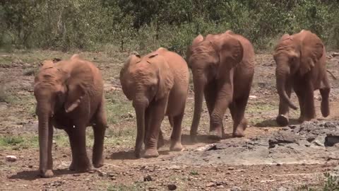 96 Seconds of Baby Elephants | Short Film Showcase
