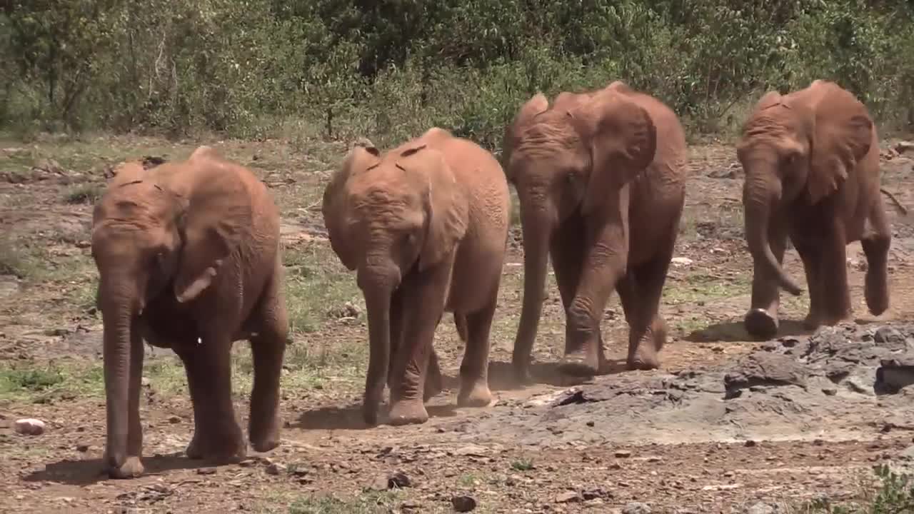 96 Seconds of Baby Elephants | Short Film Showcase