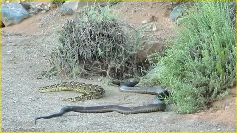 9 Biggest Snakes Ever Captured