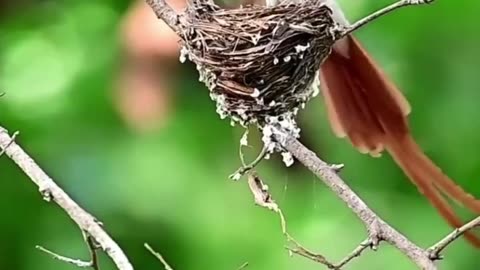 Bird Master Weaver|nest making