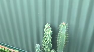 Day time Peruvian Apple Cacti flower