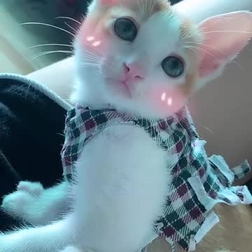 do you guys find my cat cute??i love them