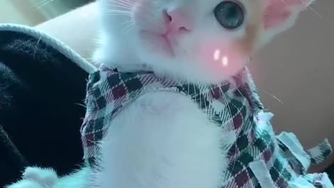 do you guys find my cat cute??i love them