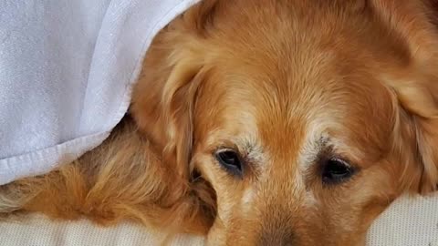 The Life of “RUDY “