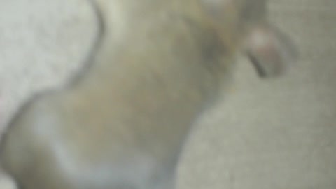 Mouse awesome dance
